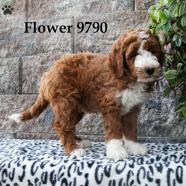 Flower, Mini Goldendoodle Puppy